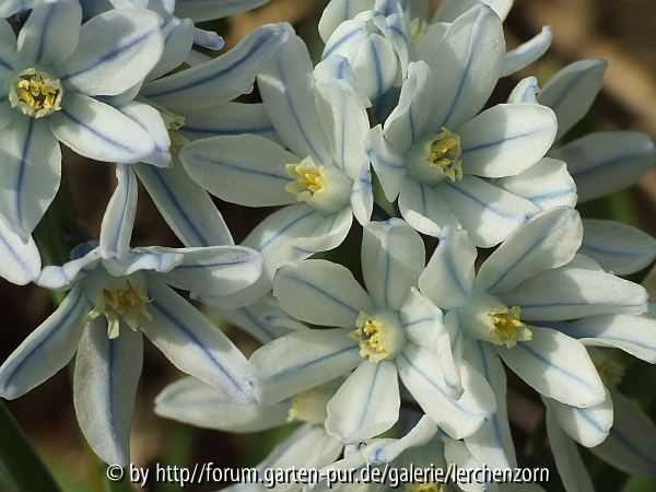 Puschkinie (Puschkinia scilloides)