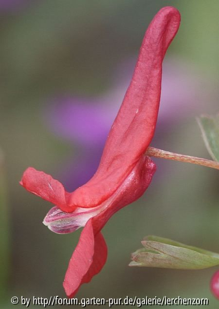 Siebenbürger Lerchensporn (Corydalis solida f. transsilvanica), roter Typ