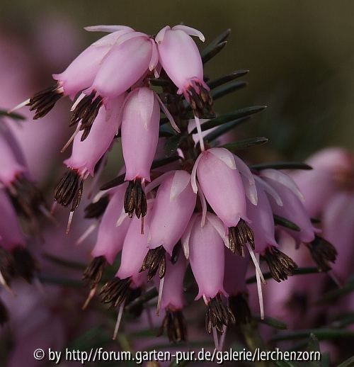 Winterheide, Schneeheide (Erica carnea)