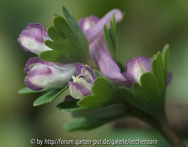 Zwerg-Lerchensporn (Corydalis pumila)