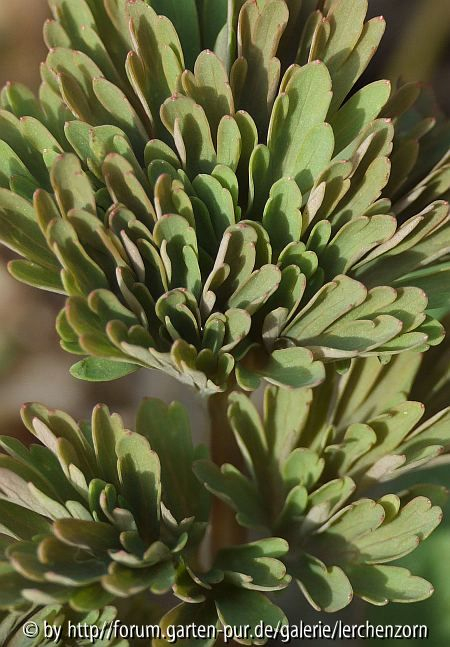 Edler Lerchensporn (Corydalis nobilis) - Blattaustrieb