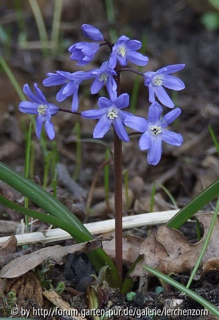 Sardischer Blaustern, Schneestolz (Chionodoxa sardensis)
