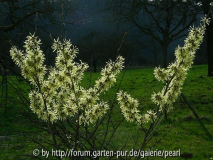 Hamamelis