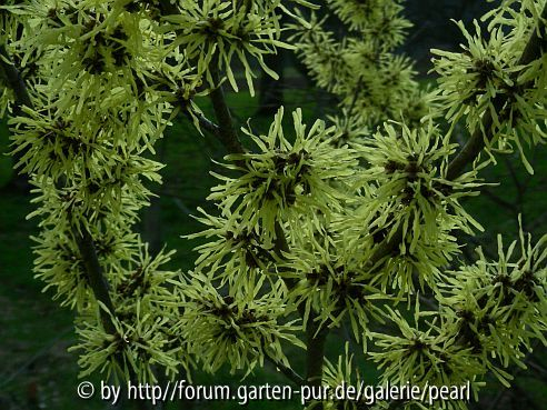 Hamamelis nah