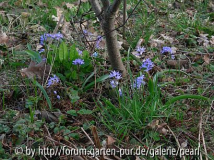 mehr Blausternchen