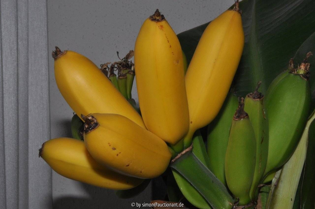 Banane