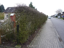Rotdorn-Hecke