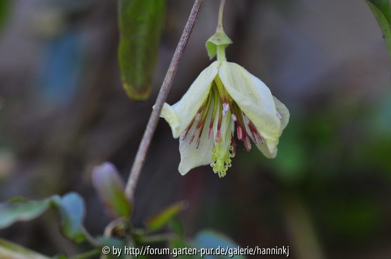 Clematis napaulensis