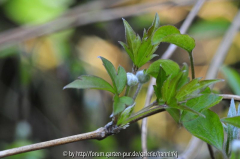 Clematis 'Marjan' Knospen 2