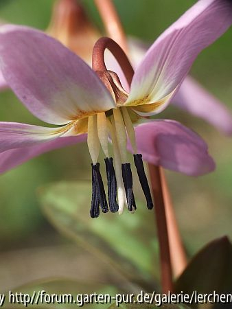 Forellenlilie, Hundszahn-Lilie (Erythronium dens-canis)