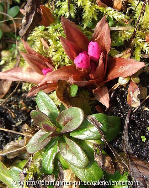 Rosenprimel (Primula rosea)