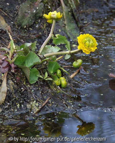 Gefüllte Sumpfdotterblume (Caltha palustris 