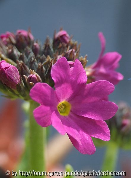 Kugelprimel (Primula denticulata) am Teich. Wie die Rosenprimel hier nur im Moorbeet zu halten.