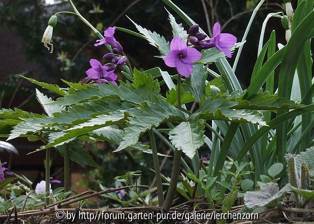 Glanzblättrige Zahnwurz (Cardamine glanduligera)