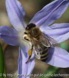 ... wie um Rausch wühlen sie sich in die Blüten