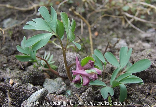 Mittlerer Lerchensporn (Corydalis intermedia)