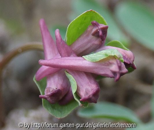 Mittlerer Lerchensporn (Corydalis intermedia)