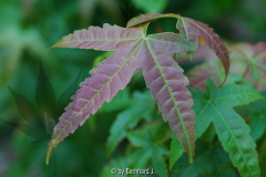 Acer elegantulum