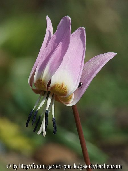 Forellenlilie (Erythronium dens-canis)