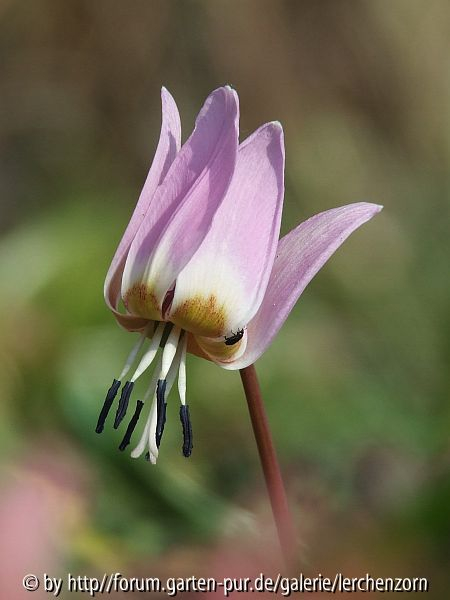 Forellenlilie (Erythronium dens-canis)