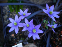 Hepatica nobilis 