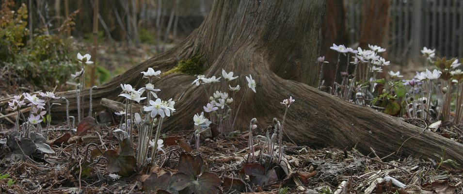 Hepatica acutiloba