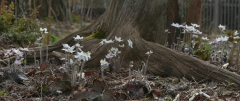 Hepatica acutiloba