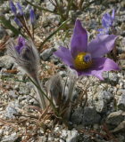 Pulsatilla vulgaris