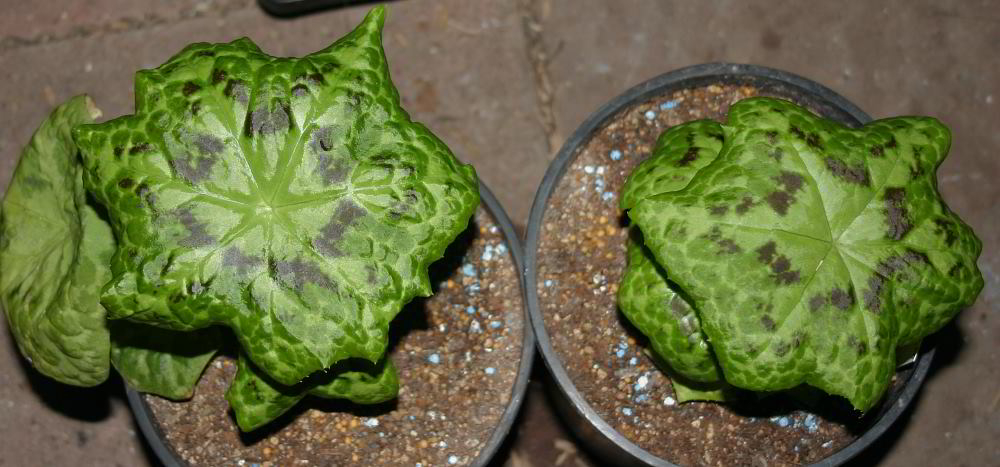 Podophyllum 'Kaleidoscope'