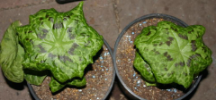 Podophyllum 'Kaleidoscope'