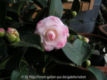 Nuccios Pearl?