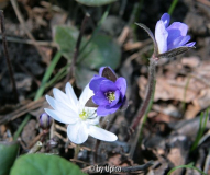 Hep_l2009IMG_3291jpg.jpg