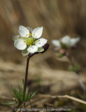 Frühlingsspark (Spergula morisonii)