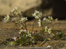 Frühlings-Hungerblümchen (Erophila verna)