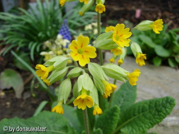 Primula veris