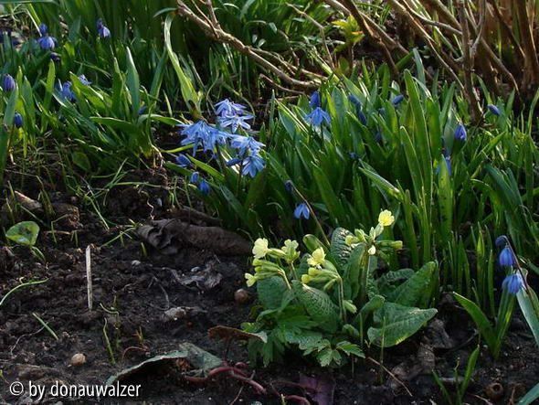 Primula elatior