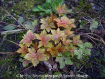 Geranium ox. Katherine Adele