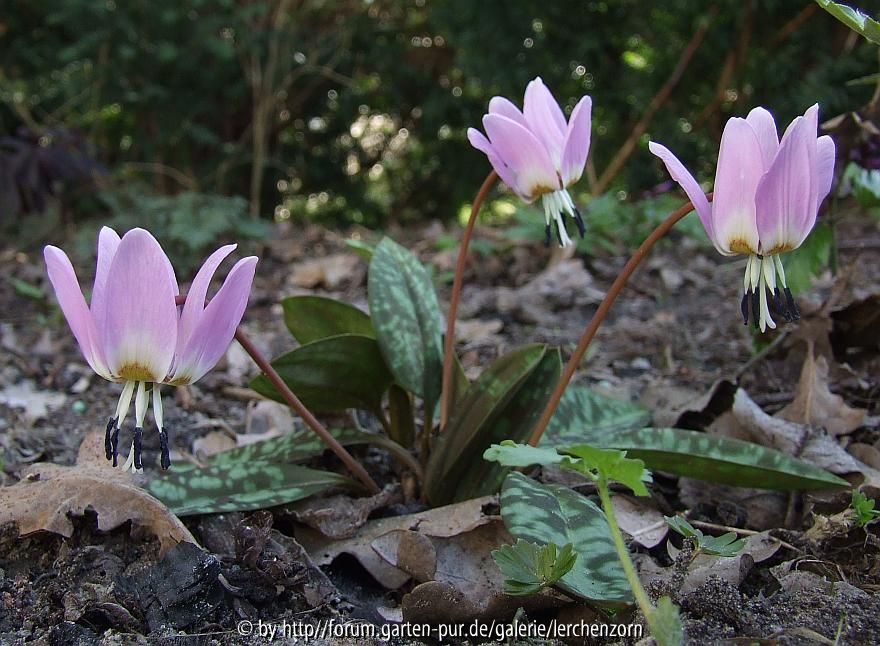 Forellen- oder Hundszahn-Lilie (Erythronium dens-canis)