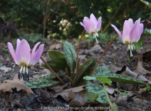 Forellen- oder Hundszahn-Lilie (Erythronium dens-canis)
