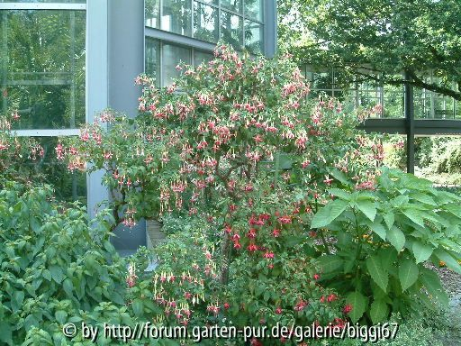 Forumstreffen Palmengarten Fuchsienecke 1