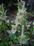Corydalis x allenii 'Enno'