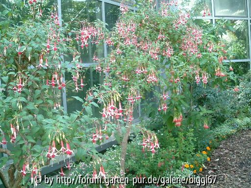 Forumstreffen Palmengarten Fuchsienecke 2