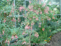 Forumstreffen Palmengarten Fuchsienecke 
