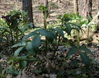 -Helleborus argutifoliusjpg.jpg