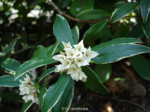 Daphne odora 'Aureomarginata'