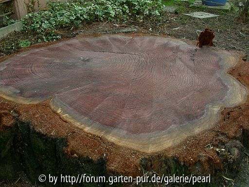 Mamutbaum Talstraße 2_2