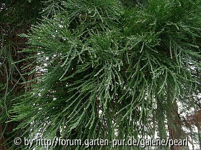 Bergmammutbaum Sequoiadendron immergrüne Nadeln