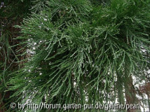 Bergmammutbaum Sequoiadendron immergrüne Nadeln