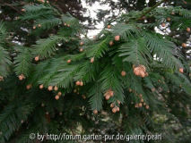 Sequoia Nadeln