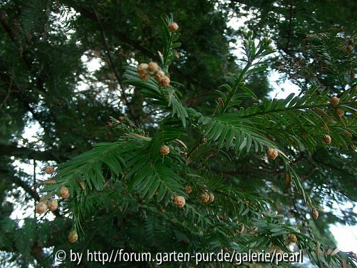 Sequoia Nadeln